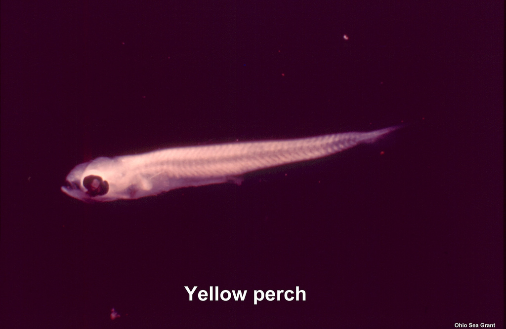 Attached picture Perch larva.jpg